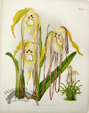 Linden Orchids 18
